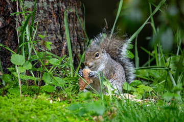 Grey squirrel eating bread