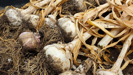 Close up of crop of freshly grown and harvested garlic bulbs and brown leaves drying out in sun...