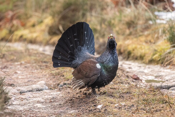 Capercaillie, Tetrao urogallus, male on a woodland path in the winter, close up in Scotland