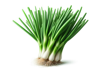 Spring onions or Scallions isolated