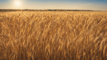 Obraz premium Wheat Field