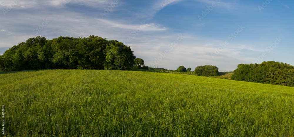 Wall mural Crops in the fields at sunset or sunrise. Lots of green wheat and barley sprouts in spring. Green fields behind forests