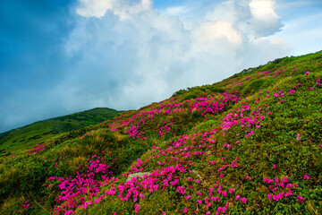 Obraz premium summer blooming pink rhododendrons flowers on background mountains, floral summer landscape, Carpathians, Ukraine, Chornohora (Chornogora) range, Europe