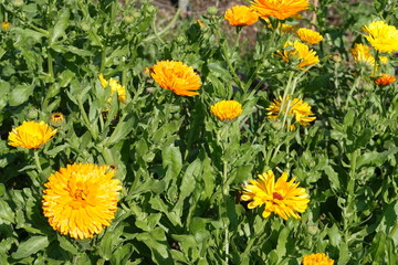 Fototapeta premium Calendula jaune