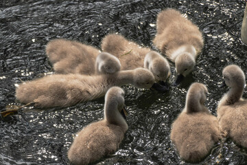 Obraz premium Swan with babies