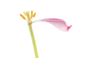 withered tulip with one petal isolated on white