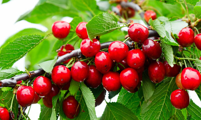 Cherry Background 