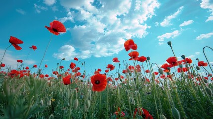 Meadow of red poppies under a blue sky with spring clouds