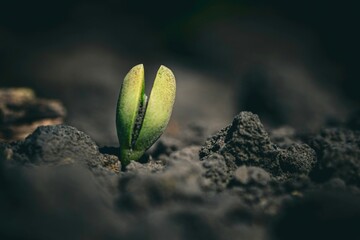 Young soybean cotyledons growing at spring field