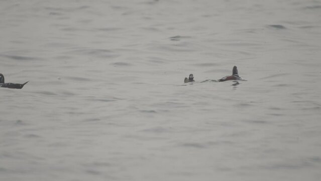 A flock of sea ducks