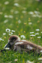 goosling in low grass cute animal
