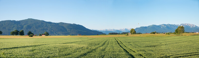 rural landscape with grainfield, near Bad Tolz, view to Brauneck mountain