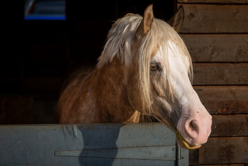 Section D Welsh cob palomino pony in the stable, Image shows a stallion horse with his head peering...