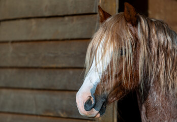 Beautiful Section B Welsh cob gelding looking out of his stable on a hot summers day, Image shows...