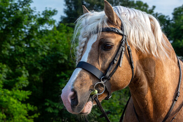 Obraz premium Palomino section C Welsh cob stallion close up portrait, Image shows a young beautiful stallion outside on a warm spring morning about to be ridden on a hack at a small farm in Surrey