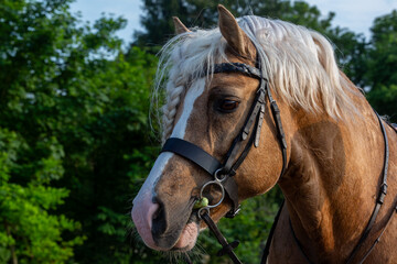 Palomino section C Welsh cob stallion close up portrait, Image shows a young beautiful stallion outside on a warm spring morning about to be ridden on a hack at a small farm in Surrey