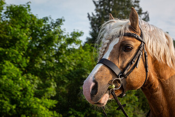 Obraz premium Palomino section C Welsh cob stallion close up portrait, Image shows a young beautiful stallion outside on a warm spring morning about to be ridden on a hack at a small farm in Surrey