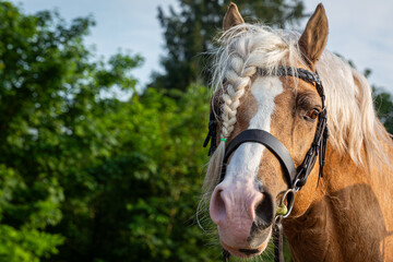 Palomino section C Welsh cob stallion close up portrait, Image shows a young beautiful stallion outside on a warm spring morning about to be ridden on a hack at a small farm in Surrey