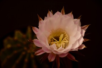 Echinopsis in Blüte