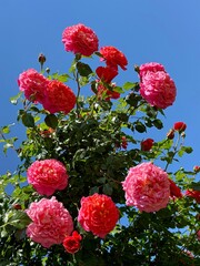 Fototapety na wymiar - Fototapeta24.pl