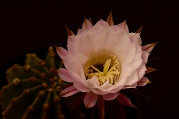 Echinopsis in Blüte