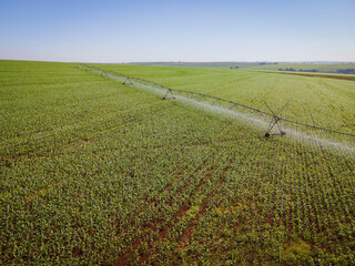 Pivô de irrigação funcionando em campo de milho