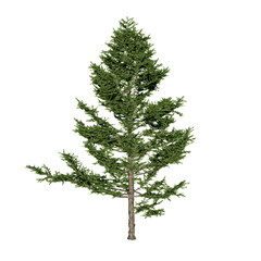 Larix kaempferi tree, the Japanese larch or karamatsu in Japanese, is a species of larch native to Japan. Isolated for composition. Nature, climate change.