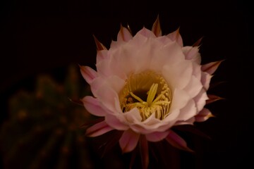 Echinopsis in Blüte