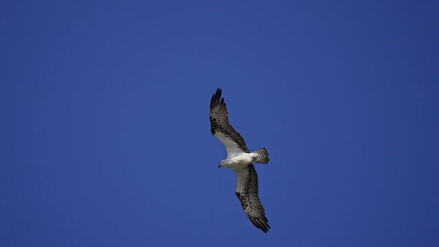Osprey flying above against a blue sky in slow motion.