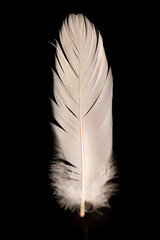 White feather on dark reflective background, selective focus.