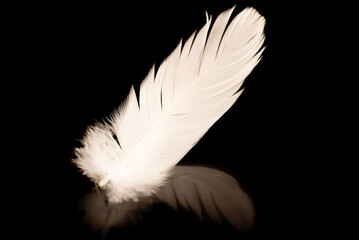 White feather on dark reflective background, selective focus.