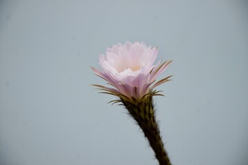 Echinopsis in Blüte