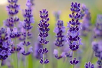 Obraz premium Closeup of purple lavender flowers in a sunlit field, showcasing the beauty of nature