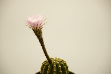 Echinopsis in Blüte
