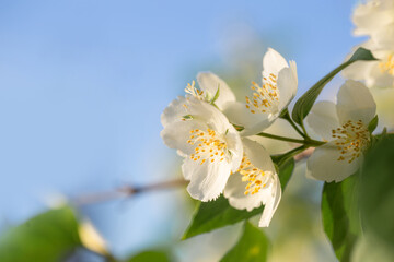 jasmine flowers close up in sunlight