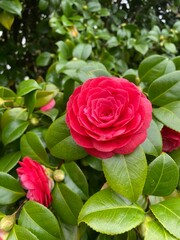 pink roses in garden