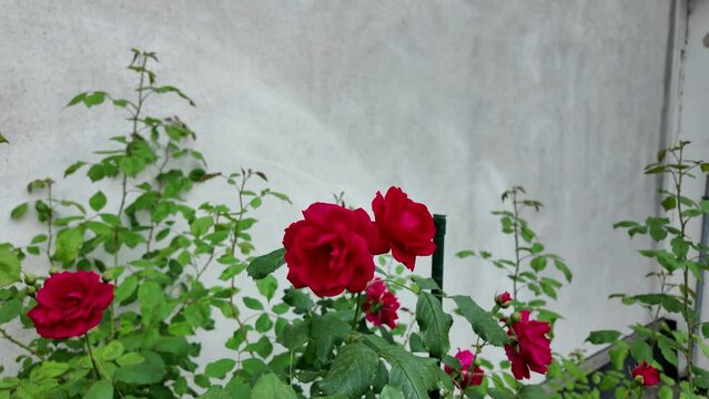 Wild crimson roses. A bush of flowering wild red roses. Blooming red roses at rustical wall