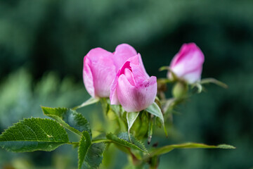 pink flower