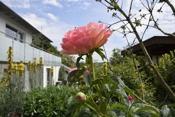 Pfingstrosenblüte