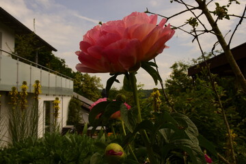 Pfingstrosenblüte
