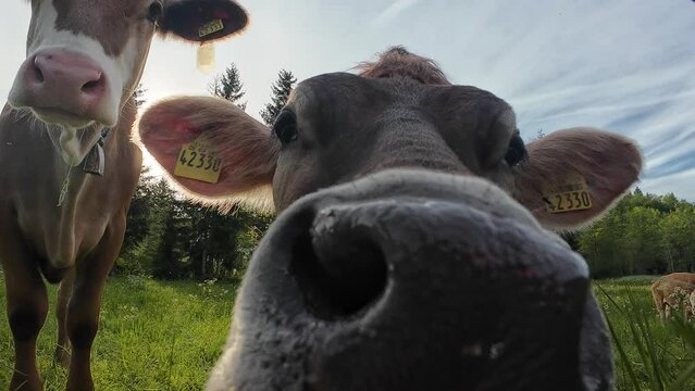 Lustiges Video von neugierigen K&uuml;hen auf einer Wiese in Bayern