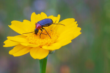 Melyridae insect feeding on yellow daisy, multicaule chrysanthemum.
