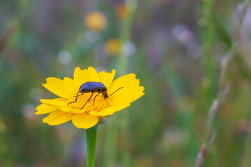 Melyridae insect feeding on yellow daisy, multicaule chrysanthemum.