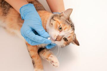 a veterinarian wearing gloves gives a pill to a cat. pet treatment concept