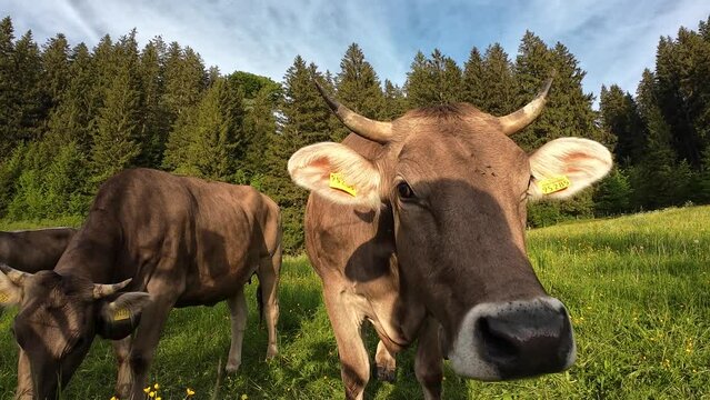 Lustiges Video von neugierigen K&uuml;hen mit H&ouml;rnern auf einer Wiese in Bayern