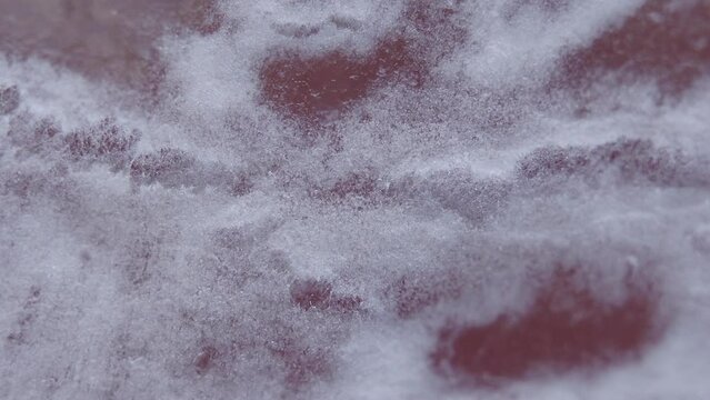white mold on the surface of a cured sausage (fungus of the genus Penicillium) - light microscope x50 magnification