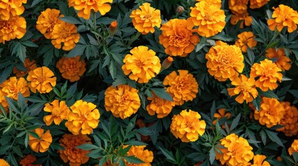High quality photograph of Marigolds