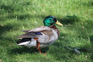 Sweden. The mallard or wild duck (Anas platyrhynchos) is a dabbling duck that breeds throughout the temperate and subtropical Americas, Eurasia, and North Africa. 