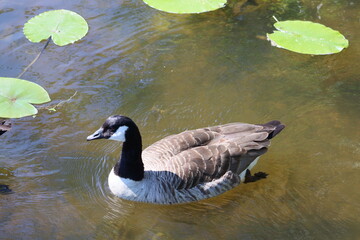 Sweden. The mallard or wild duck (Anas platyrhynchos) is a dabbling duck that breeds throughout the temperate and subtropical Americas, Eurasia, and North Africa. 