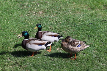Sweden. The mallard or wild duck (Anas platyrhynchos) is a dabbling duck that breeds throughout the temperate and subtropical Americas, Eurasia, and North Africa. 